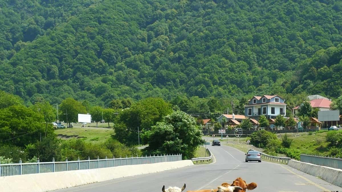 Roposo-ზე Switzerland ბრენდები — როგორ?