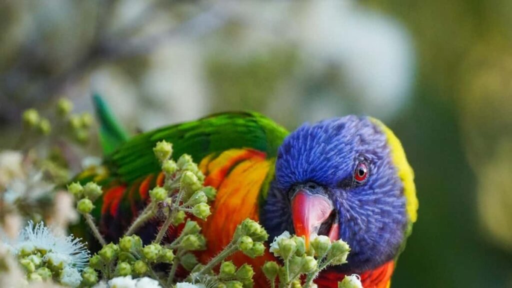 : KakaoTalk (, , ) .