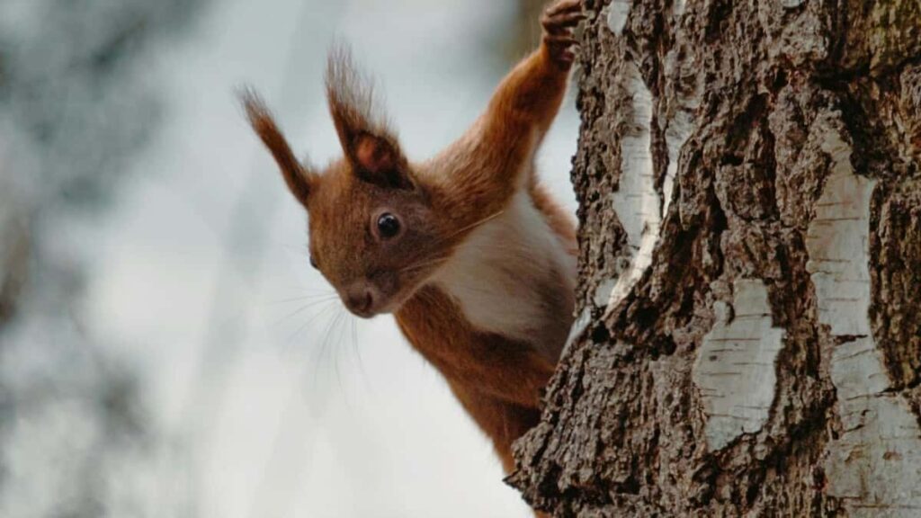 KakaoTalk visibility ?