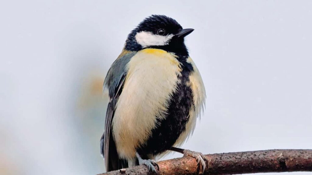 : ShareChat- PR , unbox .