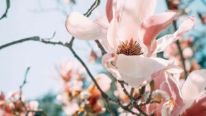 advertisers- : Pinterest , , .