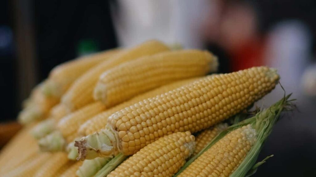 Singapore Roposo biet .