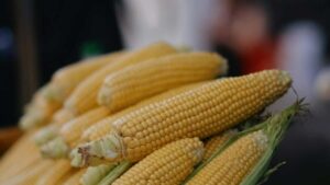 Singapore Roposo biet .